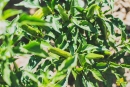 ¿PICANTE, SI O PICANTE NO? TÚ QUE PREFIERES