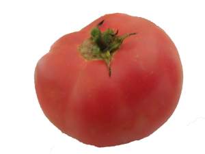 tomate de manzilla