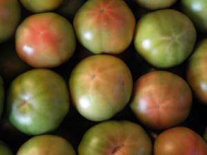 tomates de fresno